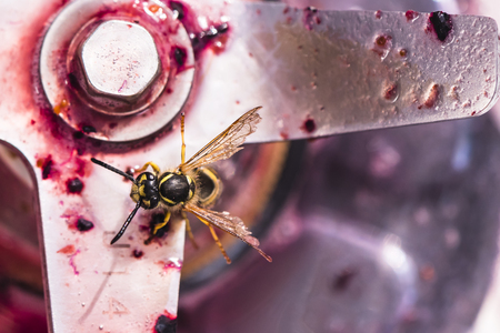Wasp sitting on the blade of a blender and eating the leftovers of a smoothie.の写真素材