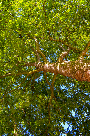 Looking up at a tree trunk in the crown of a maple tree.