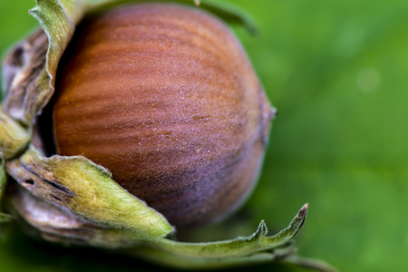 Closeup of a hazelnut (Corylus avellana) on a leaf.の写真素材