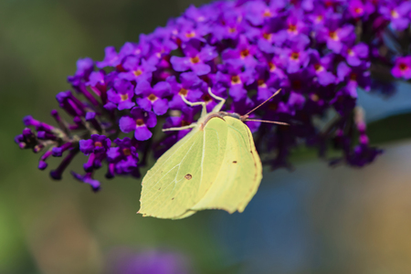 Cabbage white butterfly (Pieris brassicae) sitting on the blossoms of a butterfly bush.の写真素材