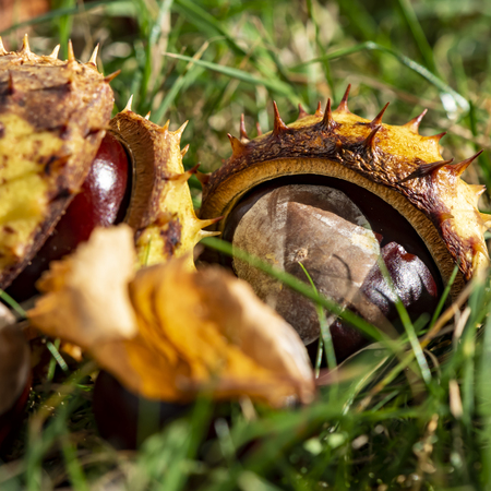 Chestnuts (Aesculus Hippocastanum) lying between grass at an autumn and sunny dayの写真素材