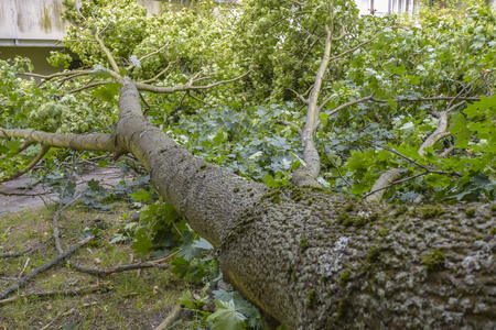 Storm damage with fallen tree, which narrowly missed a house after heavy wind in Berlin, Germanyの写真素材