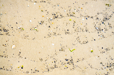 Detail of a sandy beach on the Baltic Sea with washed-up shells, gravel, glass and other.の写真素材
