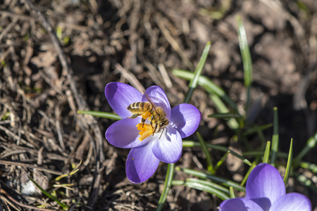 The first crocuses a year that break through the dry soil and whose flowers shine in the sunlight. One of the first bees can already be seen on the flowers.の写真素材