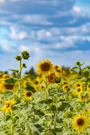 Field of bright yellow sunflowers (Helianthus annuus).の写真素材