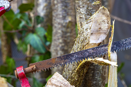 Detail of a saw cutting a young tree for the garden care.の写真素材