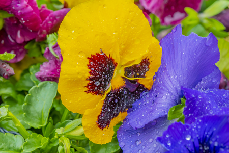 Closeup of colorful pansies (Viola wittrockiana) with water drops after a rain shower.の写真素材