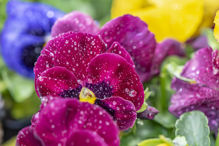 Closeup of colorful pansies (Viola wittrockiana) with water drops after a rain shower.の写真素材