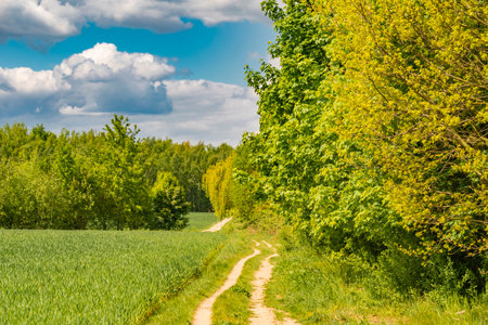 Fields at the city boundary between Berlin and Brandenburg, Germany. Over the landscape, white clouds can be seen in a bright blue sky. Between fields and bushes leads a sandy dirt road along.のeditorial素材