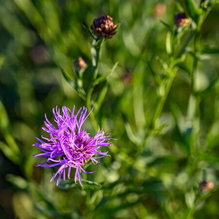 Beautiful pink blossom of a clover plant on a wild meadow.の写真素材