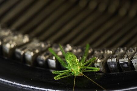 Macro shot of a grasshopper (Acrididae) sitting on the typebars of a historic typewriter.