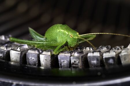 Macro shot of a grasshopper (Acrididae) sitting on the typebars of a historic typewriter.