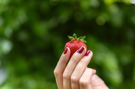A ripe strawberry freshly picked and held high in fingertips.の写真素材