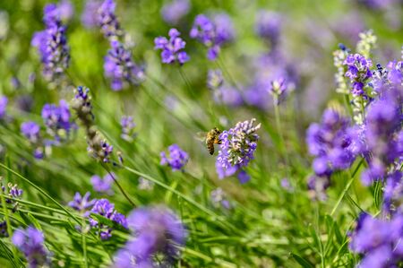 Bee (Apis) on lavender (Lavandula angustifolia) at a wild herb meadow.の写真素材