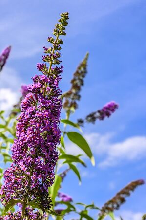 Blossoms of summer lilac (Buddleja) against a blue sky.