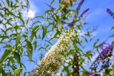 Blossoms of summer lilac (Buddleja) against a blue sky.の写真素材