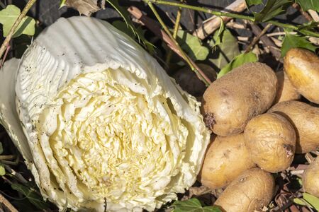 View into a bio container  with various organic wastes such as potatos and salad for recycling.の写真素材