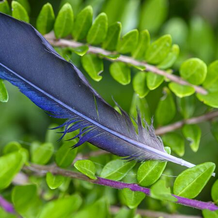 A fancy blue bird feather lying on a bush.の写真素材