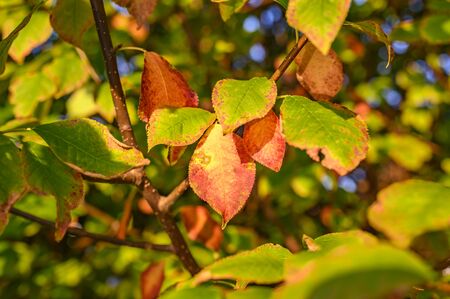 Colorful autumn leaves in the evening sunlight.の写真素材