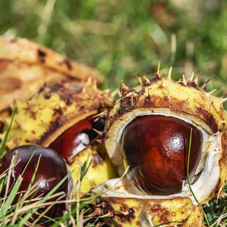 Chestnuts (Aesculus Hippocastanum) lying between grass at an autumn and sunny day.