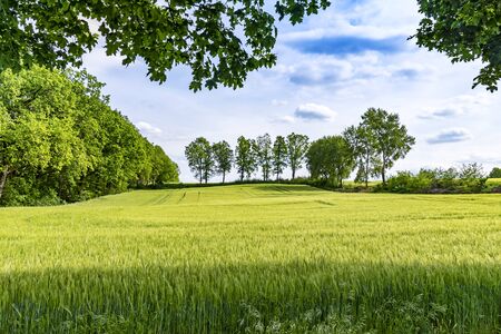 View over a grain field to trees at the horizon under a blue sky in Lower Saxony, Germany.の写真素材