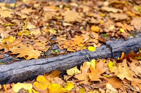On the ground lying golden autumn leaves on the roadside.