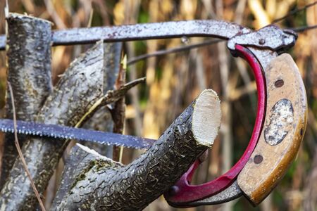 Detail of a saw cutting a young tree for the garden care. The focus is on the branch.の写真素材
