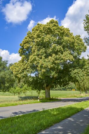 View over a country road to a big, old tree standing at a junction under blue sky in Lower Saxony, Germany.の写真素材