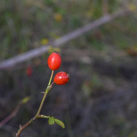 Bright red rose hips in autumn.の写真素材