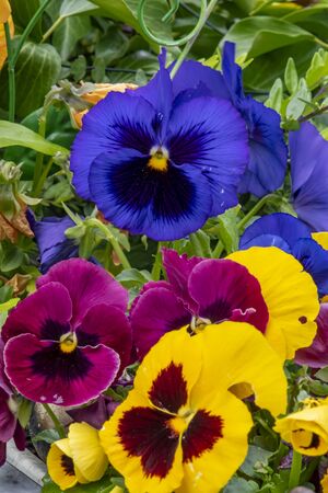 Closeup of colorful pansies (Viola wittrockiana).の写真素材
