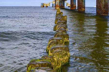 Wooden groynes covered with yellow green algae (Xanthophyceae) under a pier with columns of concrete and rusty metal.の写真素材