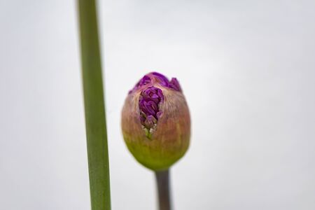 Closeup of the blossom of a Persian onion (allium cristophii) in the sunshine.