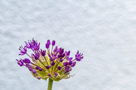 Closeup of the blossom of a Persian onion (allium cristophii) in the sunshine.の写真素材