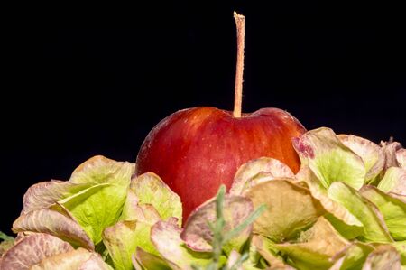 Celebratory floral arrangement at the end of the year with hydrangeas, berries; cones, fir and an apple.の写真素材