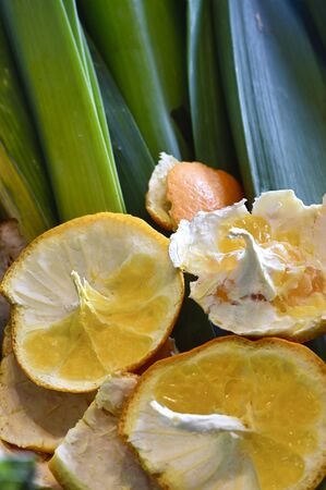 View into a container with organic waste for recycling, which consists of leeks and orange peels.の写真素材