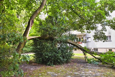 Storm damage with fallen tree, which narrowly missed a house after heavy wind in Berlin, Germanyの写真素材