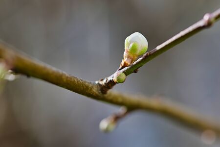 The first shoots of a plum tree, which can already be discovered in Germany in winter due to the...