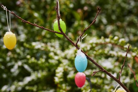 Colorful easter eggs hanging at branches in the garden as decoration for Easter. Some eggs are covered with snow.の写真素材