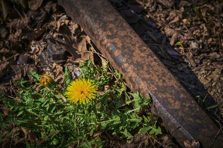 Buttercup on the edge of an old and rusty railroad track.の写真素材
