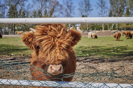 Scottish highland cattle standing on a paddock on the outskirts of Berlin and looking curiously.