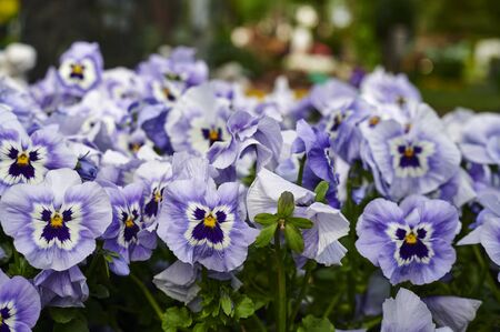 Closeup of many lilac pansies (Viola wittrockiana) in the garden.の写真素材