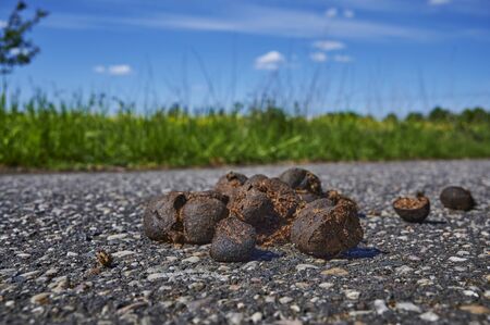 Horse dung on a bike way in front of a field and blue sky.の写真素材