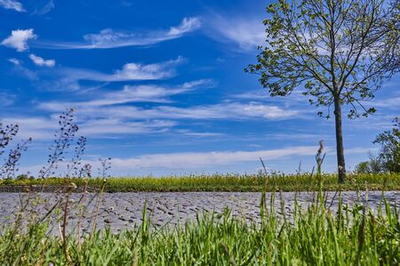 View over a rural cobblestone street to a rapeseed field near Berlin.