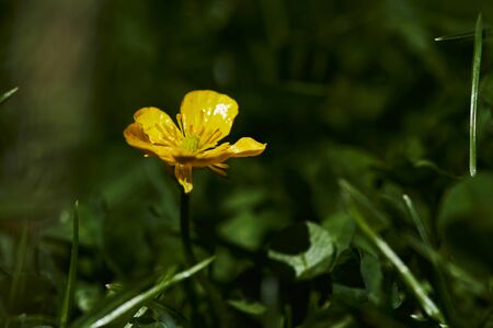 Macro shot of a yellow wildflower in the garden on a meadow.