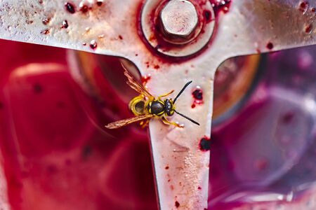 Wasp sitting on the blade of a blender and eating the leftovers of a smoothie.の写真素材