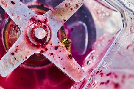 Wasp sitting on the blade of a blender and eating the leftovers of a smoothie.