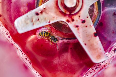 Wasp sitting on the blade of a blender and eating the leftovers of a smoothie.の写真素材