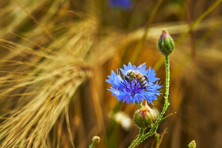 Macro of blue cornflower (Centaurea cyanus) in a grain field with a honey bee on the blossom.の写真素材