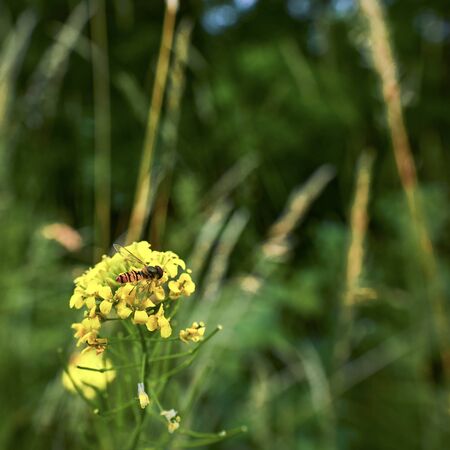 Macro of a wildflower in a meadow with a hoverfly on the blossom.