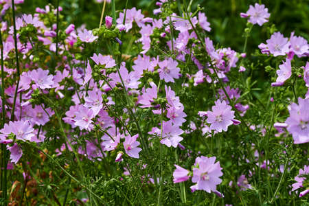 Macro shot of wildflowers in front of a meadow.の写真素材